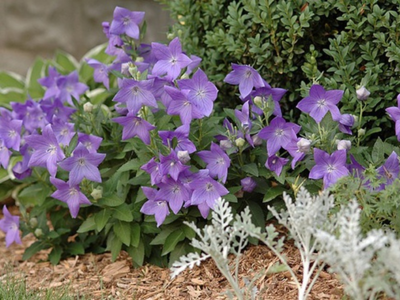 Platycodon Gartenblume