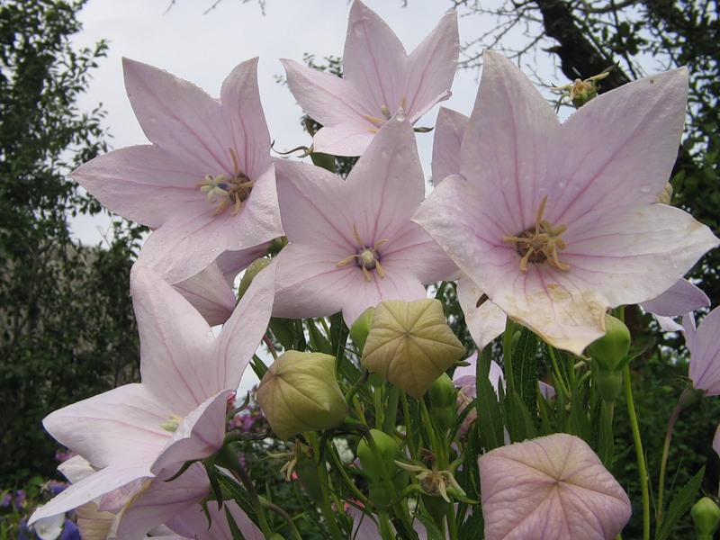 Platycodon Aussehen