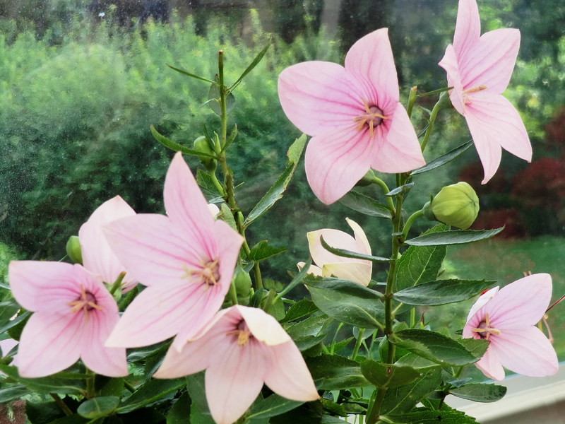 Hoe Platicodon op de juiste manier te planten