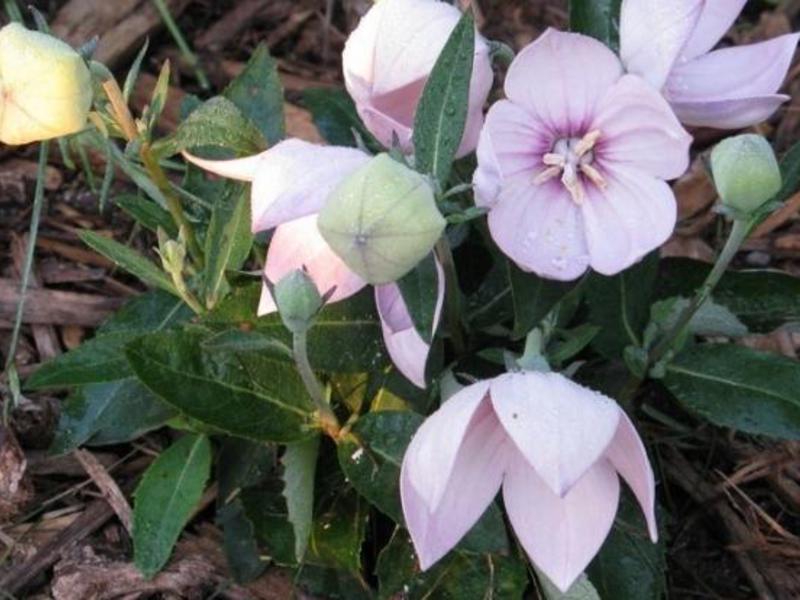 Qual é o nome da flor