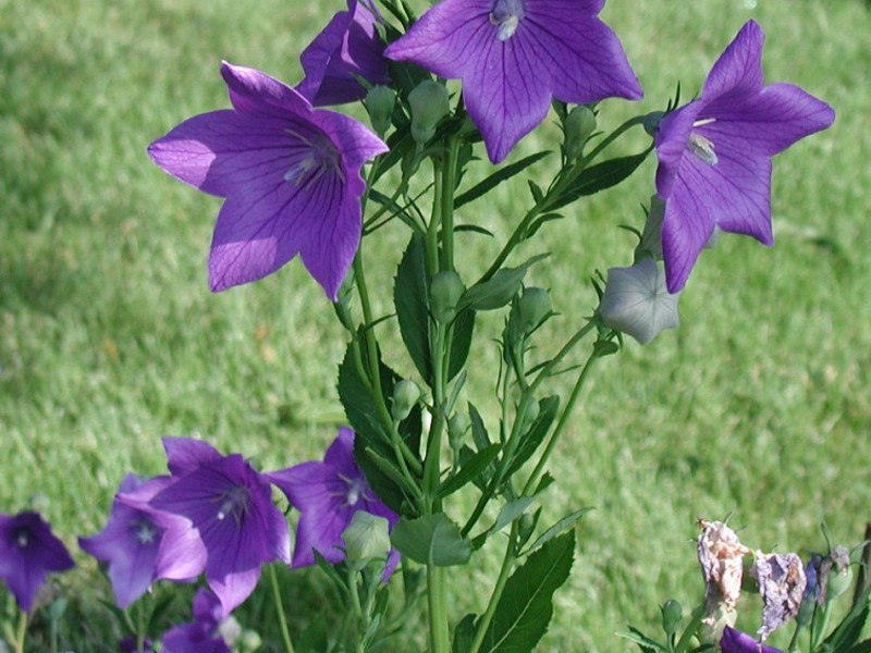 Jardín flor delicada Platikodon