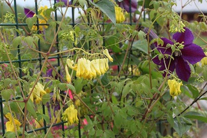 Varieti varieti dicentra