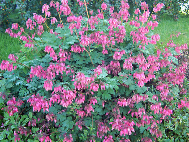 Arbustos floridos de dicentra