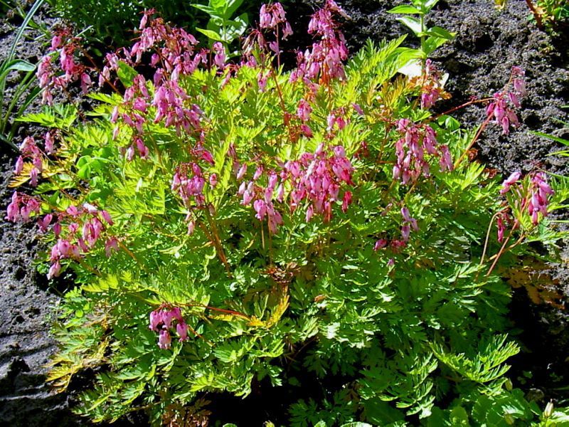 Cuidados com plantas de dicentro