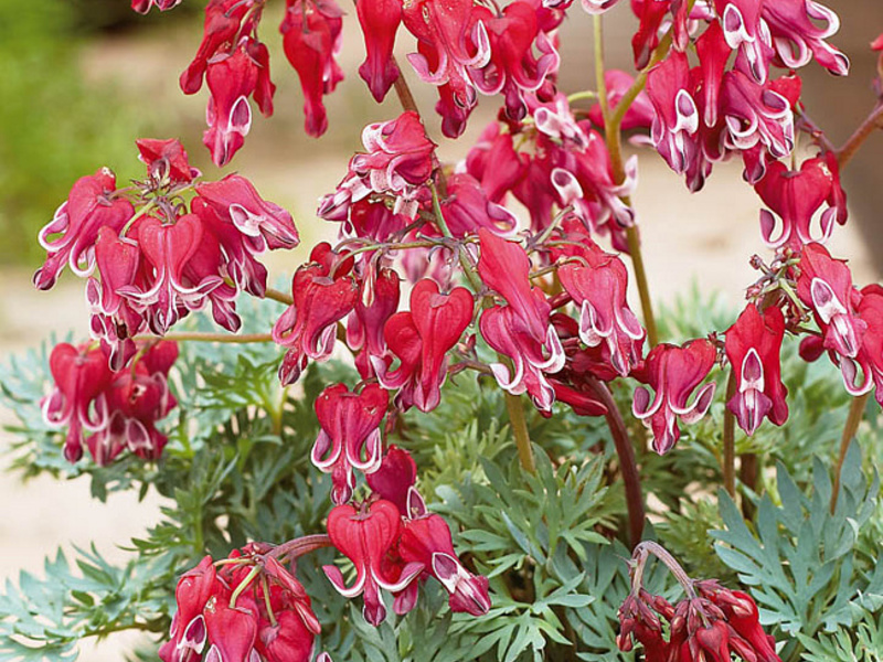 Dicentra - زراعة ورعاية ، في المجال المفتوح