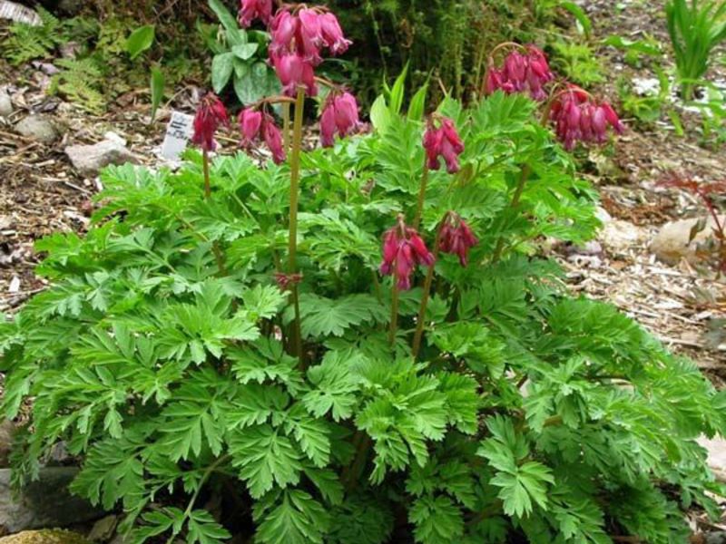 Dicenter dans votre jardin