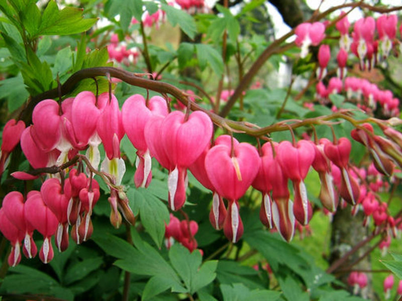 Dicentra - sulaužyta širdis