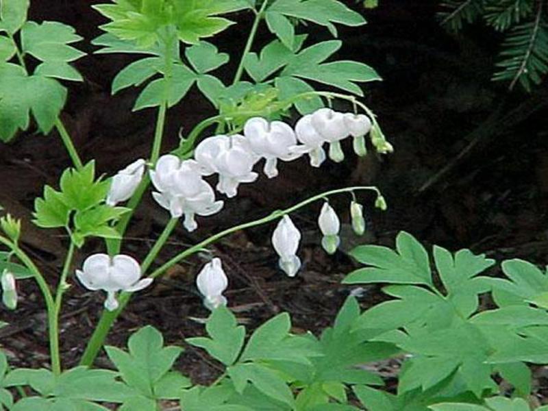 Beschreibung der Dicenter-Blume