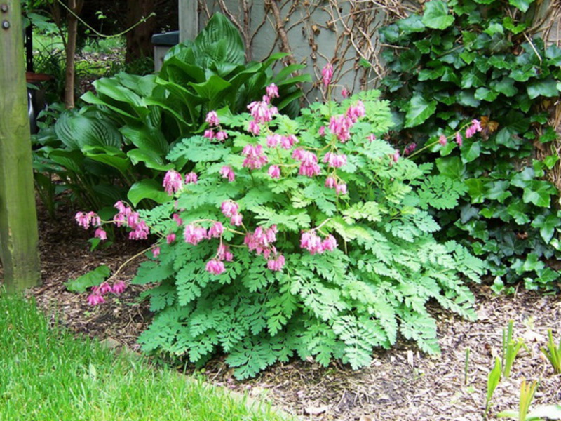 Dicentra - kırık bir kalp