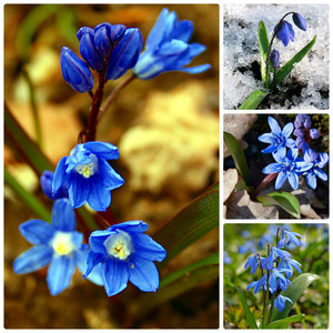 The northern and southern regions delight in spring with their flowers of different species.