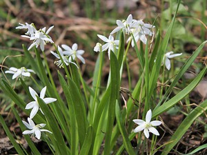 White screech is often mistakenly called snowdrop.