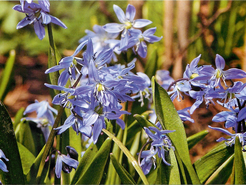 Gelegentlich tritt auch das violette Kreischen auf.