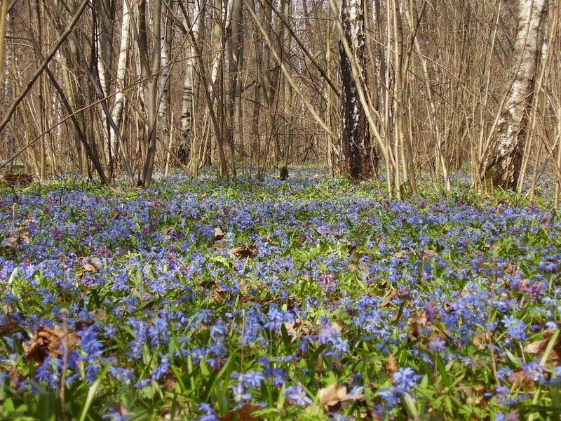 Scale nella foresta: il prato è coperto di fiori.