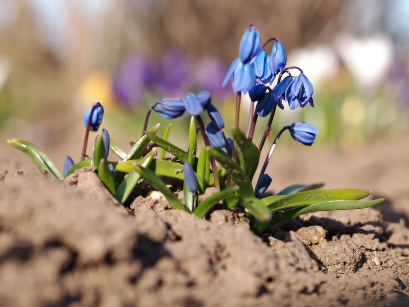 Schrobben in de tuin - close-up plant.