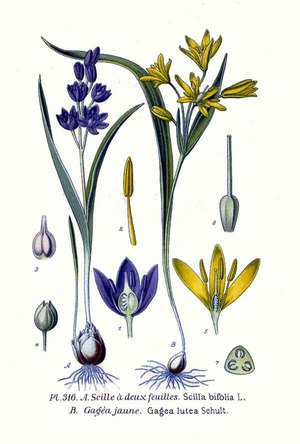 Proleska (Scilla) - Pflanzenmerkmale sind im Diagramm dargestellt.