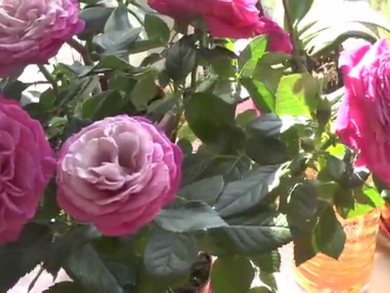 Pencere kenarında Rose Parade karışımı