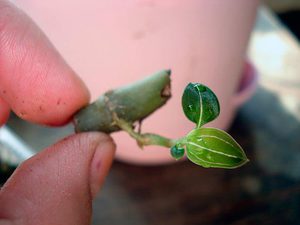 Copii orhidee Phalaenopsis