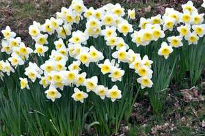 El narciso crece en el jardín y hay variedades de plantas de interior.