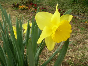 Os narcisos amarelos são uma bela flor.