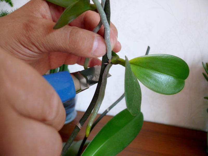 Comment une orchidée se reproduit