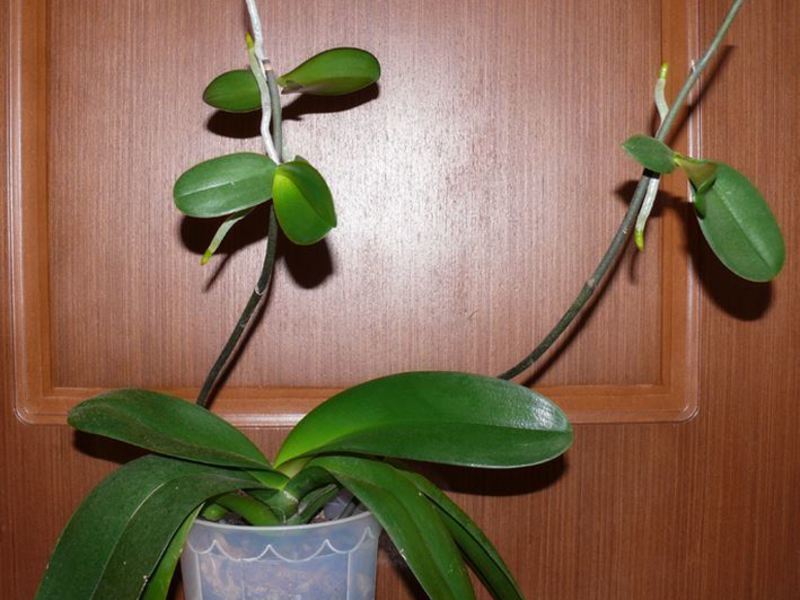 Orquídia interior