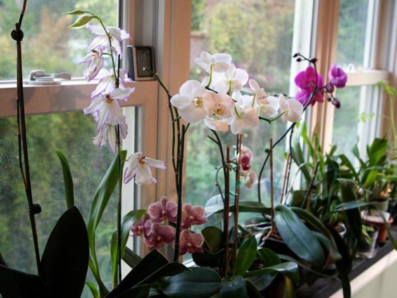 Orchideenblüte