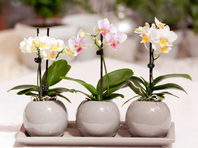 Phalaenopsis orkidé - reproduktion af børn