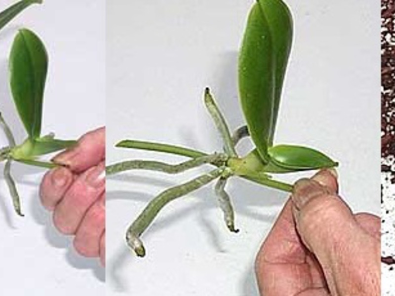 Reprodução de orquídeas.