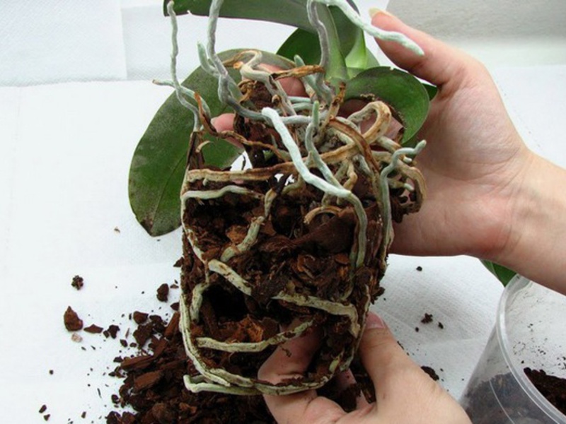 Regras de transplante de orquídeas