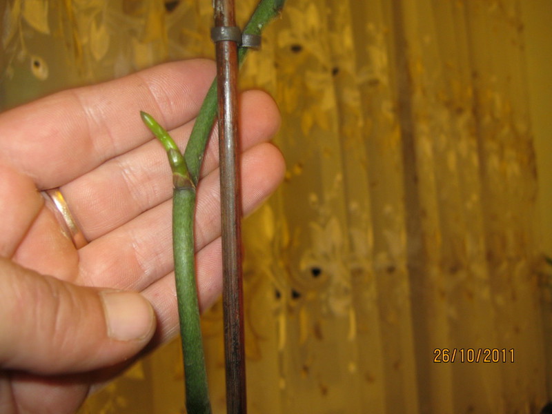 Regando la orquídea