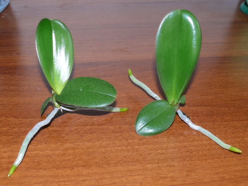 Plantando e cuidando de uma orquídea