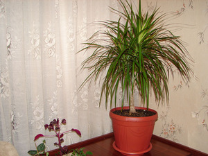 لماذا تجف أطراف أوراق dracaena وتتحول إلى اللون الأصفر ، ماذا تفعل