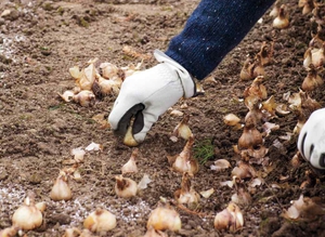 Påskeliljer plantes om foråret