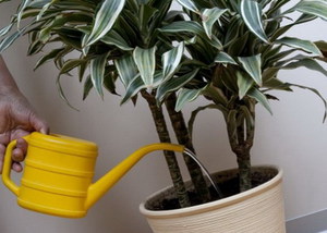 Regras para cuidar da dracaena em casa