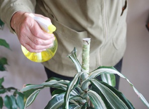 Iespējamās iekštelpu dracaena slimības un ārstēšanas metodes