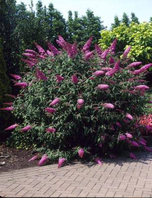 Pink Delight, David'in popüler budlei çeşitlerinden biridir.