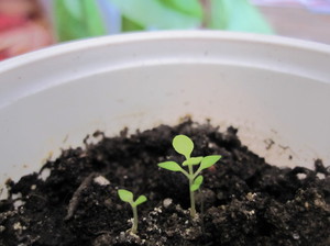 Uprawa buddleya z nasion zaczyna się od kiełkowania.