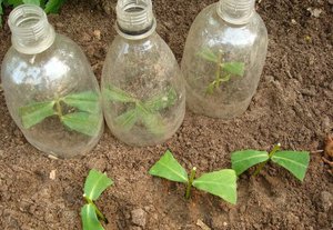 Planter des plants de bourgeons dans le sol sur le site.