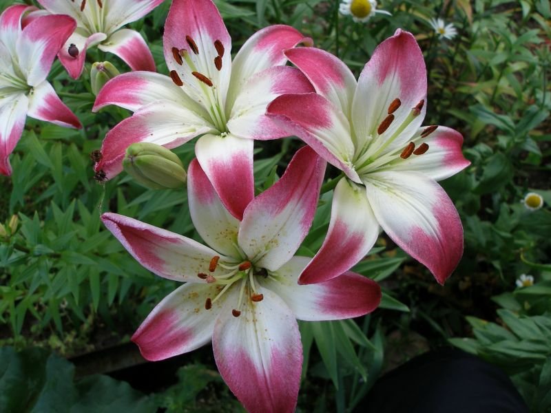 Lily hybrid - bunga dengan warna yang tidak biasa