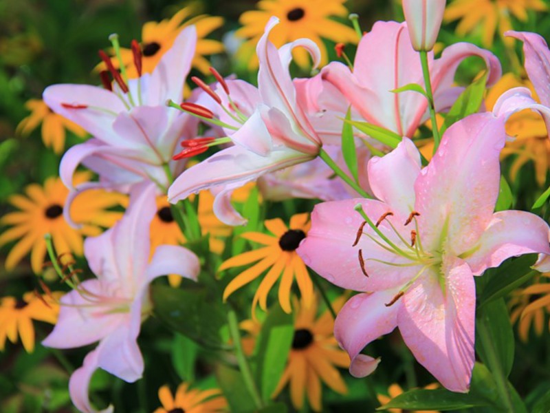 Ein Blumenbeet mit Lilien und anderen Blumen ist eine kluge Entscheidung.