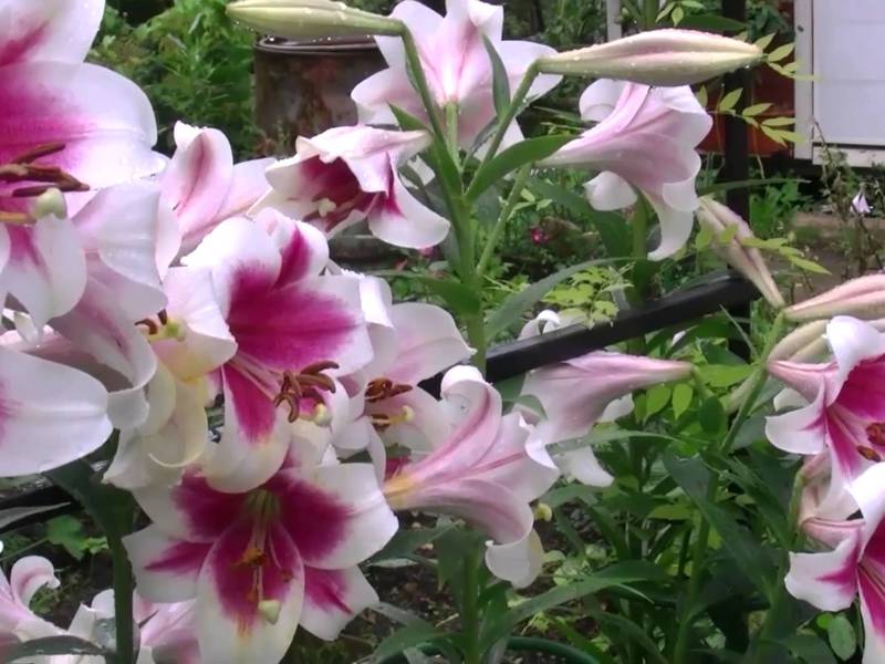 Un beau jardin fleuri peut être composé de lys ou de différents types de plantes.