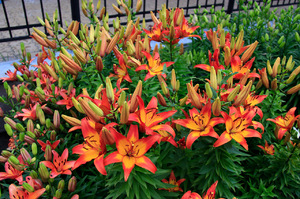 Lily Barcelona - ljusa mättade färger under blomningen