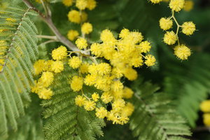 Pianta mimosa