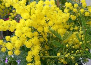 Parassiti della mimosa