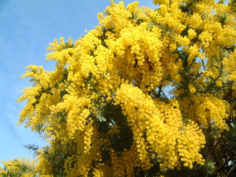 Bloemen - hun spirituele betekenis