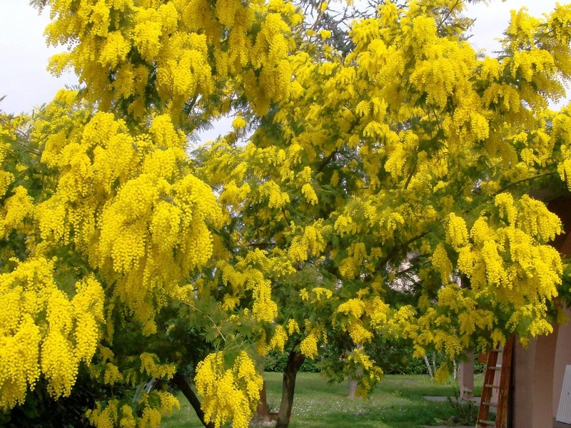 Какво означава мимоза