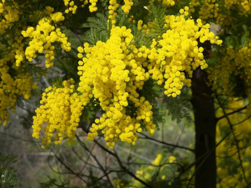 Transplante de mimosa