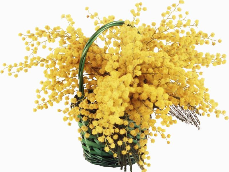 Descrizione della pianta di mimosa