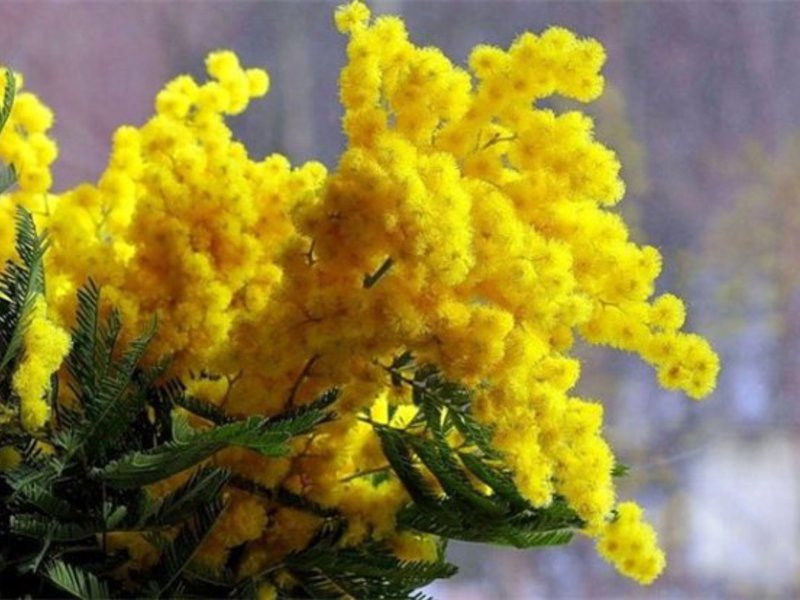 Gelbe Mimose