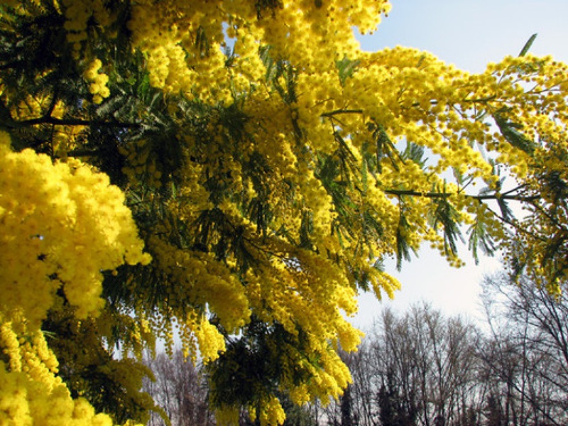 Cuidado de mimosa